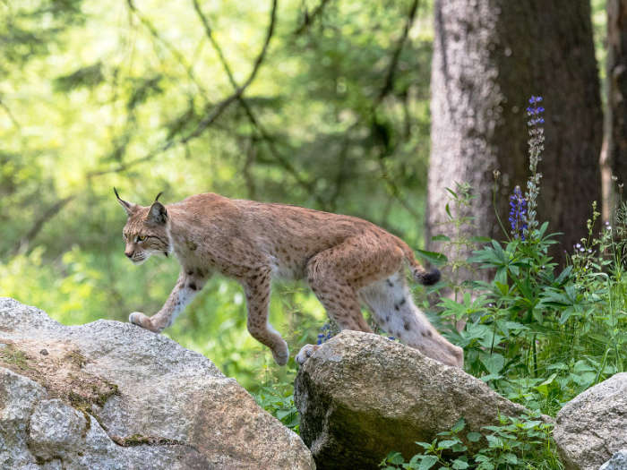 Wildkatze im Wald