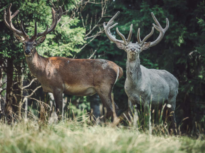 zwei Hirsche im Wald